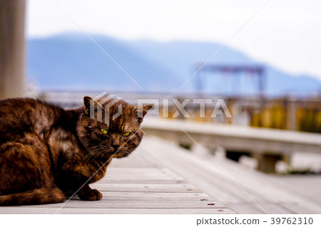 Sakurajima cat Sakurajima cat 39762310