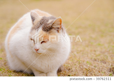 Sakurajima cat 39762311