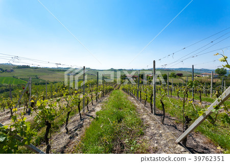 Landscape with vineyards from Langhe,Italian agric 39762351