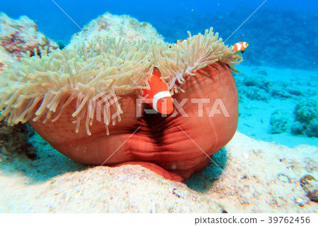 小丑anemonefish 39762456