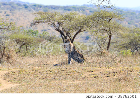 Cheetah close up from South Africa Cheetah close up from South Africa 39762501