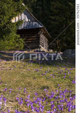 Shepherds wooden hut and wild crocus blooming 39762561