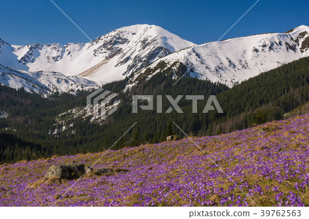 Early spring Crocus flower in Aplpine meadow 39762563