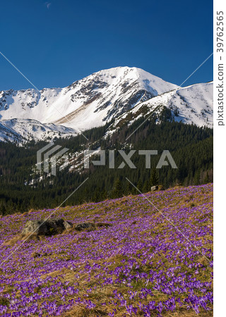 Early spring Crocus flower in Aplpine meadow 39762565