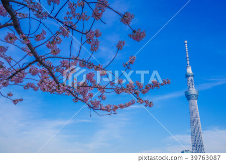 Sakura and Tokyo Sky Tree Sakura and Tokyo Sky Tree 39763087