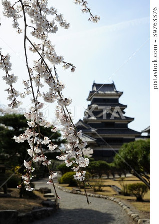 國寶松本城堡/福卡城堡（茨城縣）和櫻花 39763376