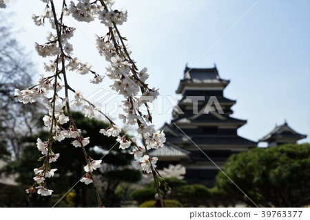 國寶松本城堡/福卡城堡（茨城縣）和櫻花 39763377