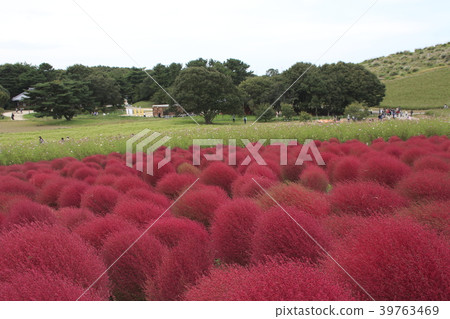 Kochia of Hitachi Beach Park 39763469