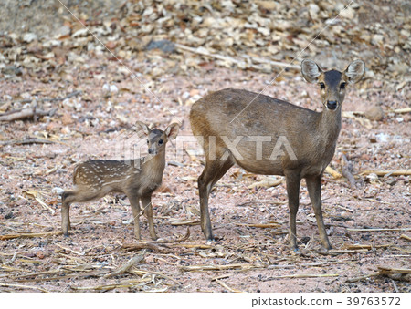 hog deer (Hyelaphus porcinus) hog deer (Hyelaphus porcinus) 39763572