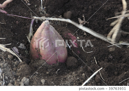 Sweet potato moat scenery Sweet potato moat scenery 39763931