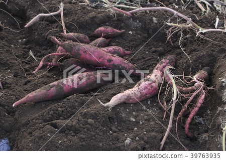 Sweet potato moat scenery 39763935