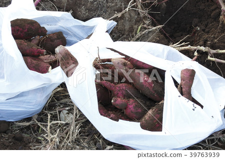 Sweet potato moat scenery Sweet potato moat scenery 39763939