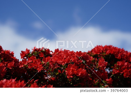 Red azalea in the blue sky Red azalea in the blue sky 39764003