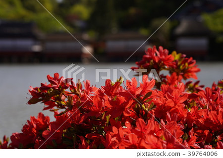 Azalea to the pond 39764006