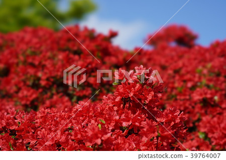 Kirishima Azalea 39764007