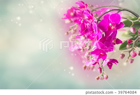 Bunch of violet orchids Bunch of violet orchids 39764084