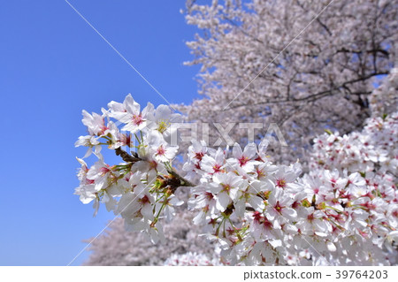 Cherry Blossom Cherry Blossom 39764203