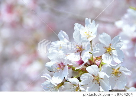 櫻花 櫻花 39764204