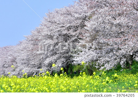 Row of cherry blossom trees in Sakuraboden Park Row of cherry blossom trees in Sakuraboden Park 39764205