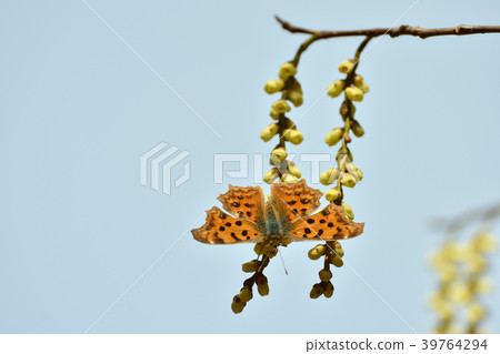 Kitateha吮吸Kibushi的蜂蜜 39764294