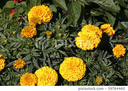 African marigold 39764460