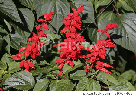 Salvia 39764463