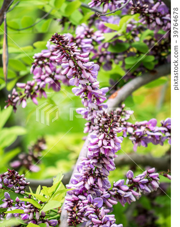 Millettia brandisiana kurz flower Millettia brandisiana kurz flower 39764678