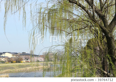 湯川河柳(京都市) 湯川河柳(京都市) 39764712
