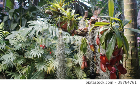 Huge succulents and cactus plants in different Huge succulents and cactus plants in different 39764761
