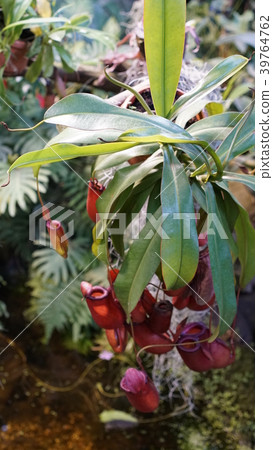 Huge succulents and cactus plants in different Huge succulents and cactus plants in different 39764762