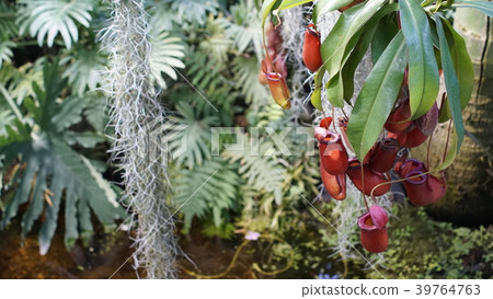 Huge succulents and cactus plants in different Huge succulents and cactus plants in different 39764763