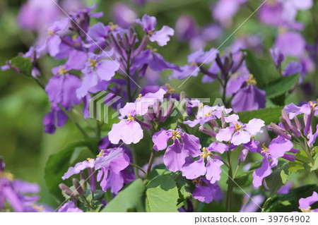 Great altace 39764902