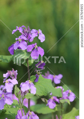 Great altace 39764905