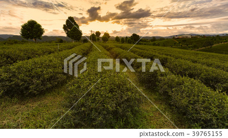 Tea Plantation in a row with sunset skyline Tea Plantation in a row with sunset skyline 39765155