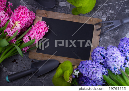 Gardening concept with hyacinth fresh flowers Gardening concept with hyacinth fresh flowers 39765335