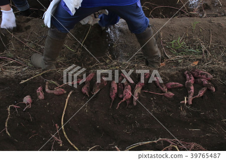 Sweet potato moat scenery Sweet potato moat scenery 39765487