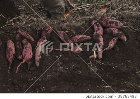 Sweet potato moat scenery Sweet potato moat scenery 39765488
