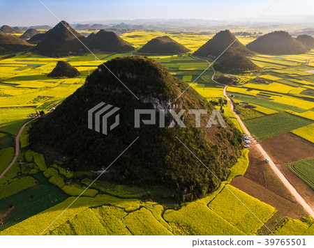 Yellow rapeseed flower field, Luoping, China 39765501