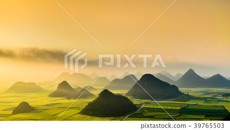 Yellow rapeseed flower field, Luoping, China 39765503