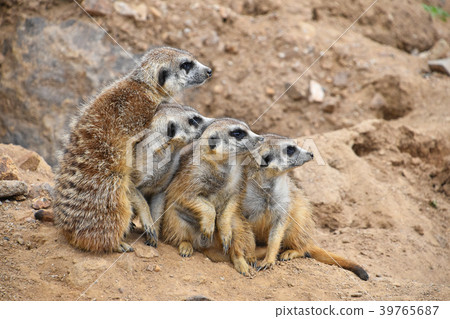 Close up portrait of meerkat family looking away 39765687