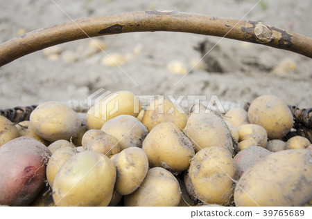 New potatoes collected in a coffin 39765689