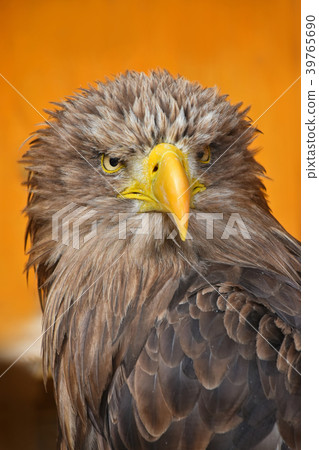 Close up front portrait of white tailed eagle Close up front portrait of white tailed eagle 39765690