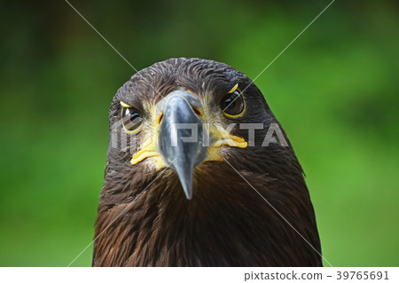 Close up front portrait of Golden eagle on green 39765691