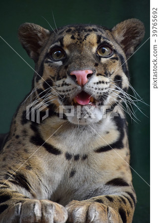 Close up portrait of clouded leopard 39765692