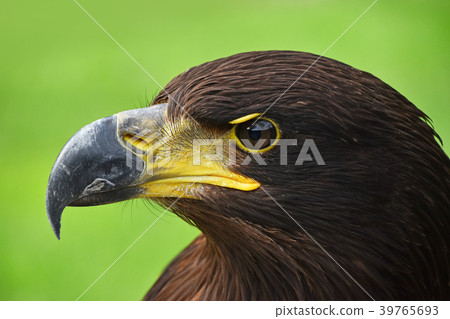 Close up profile portrait of Golden eagle on green 39765693