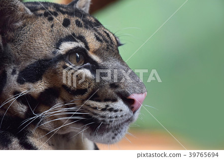 Close up profile portrait of clouded leopard 39765694