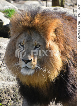 Close up portrait of lion looking at camera 39765695