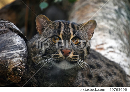 Close up portrait of fishing cat 39765696