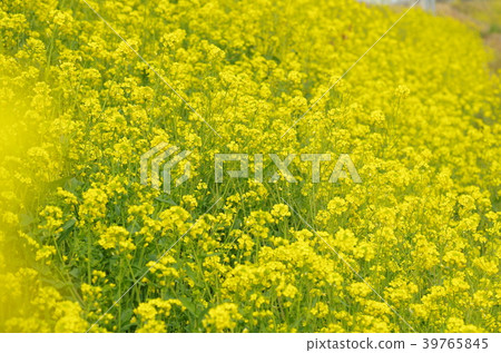 Rapeseed field 39765845