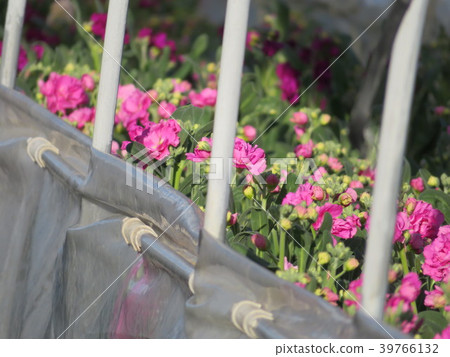Flower field of Boso Peninsula Flower field of Boso Peninsula 39766132